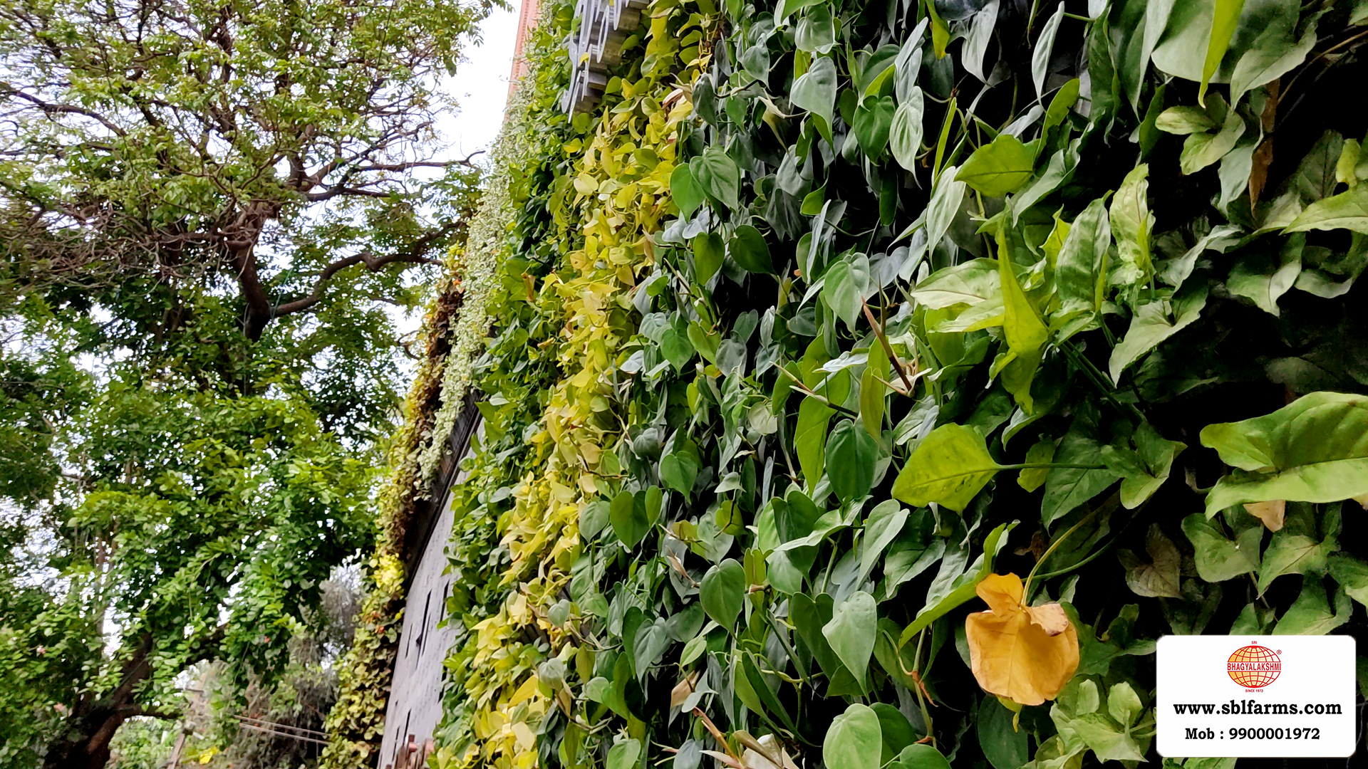 Sbl Farms Green walls and Living walls, Vertical Garden, Bio Curtains,Green wall or vertical garden installed  for Le Foliage hotel  in JP Nagar Bangalore from Sri bhagyalakshmi Farms